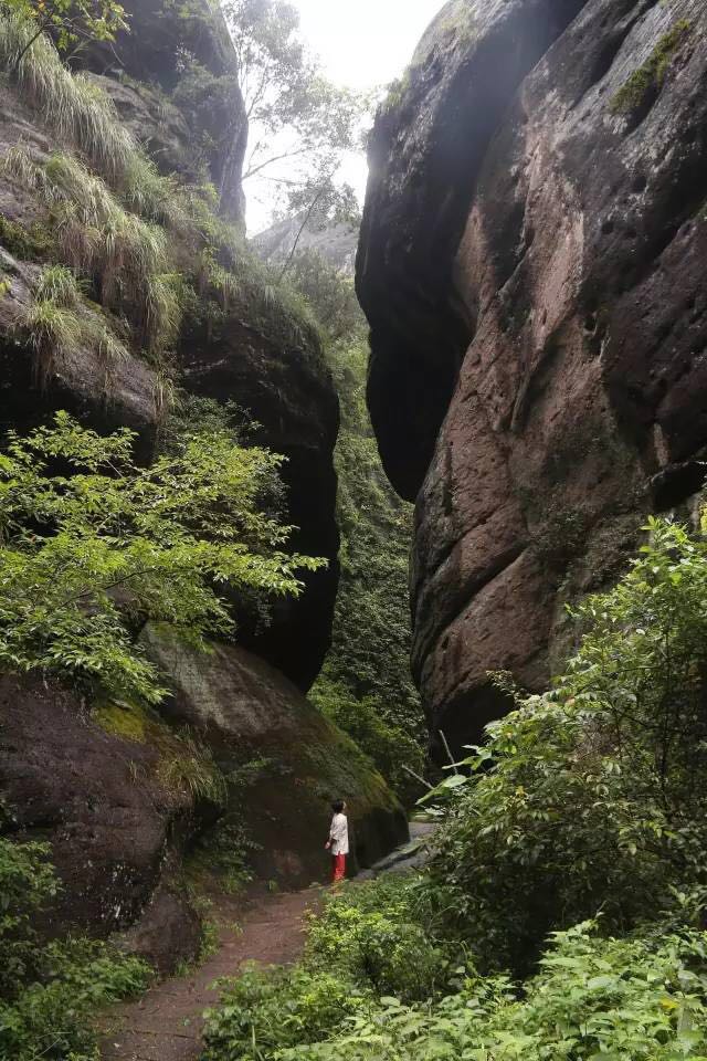 武夷山為什么盛產(chǎn)茶葉，武夷山茶為什么好喝？