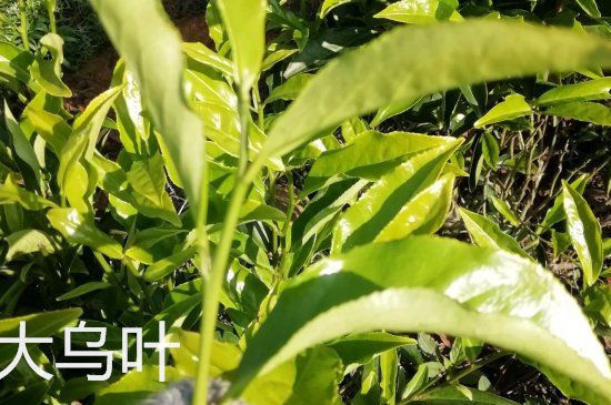 鴨屎香和大烏葉是同一種茶葉嗎，單叢大烏葉和鴨屎香有什么區(qū)別？