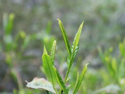 六安瓜片的功效與禁忌，六安瓜片適合什么人喝