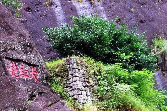 宋種一號價值為什么高，鳳凰單樅宋種1號價格與產(chǎn)量多少？