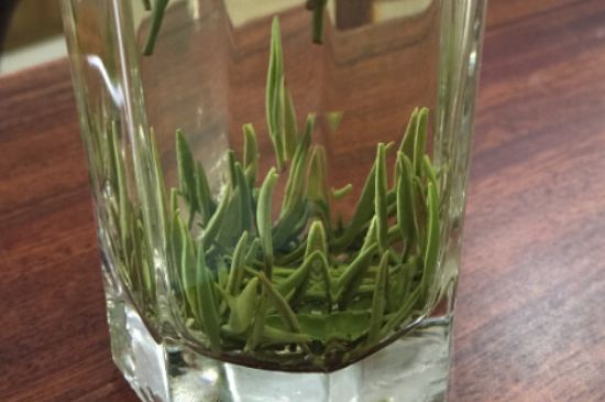 竹葉青和雀舌哪個(gè)貴，竹葉青茶貴嗎？