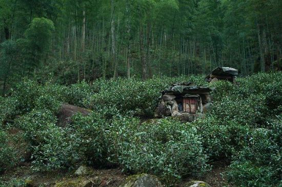 300塊錢(qián)的金駿眉能喝嗎，兩三百多金駿眉和一千多區(qū)別