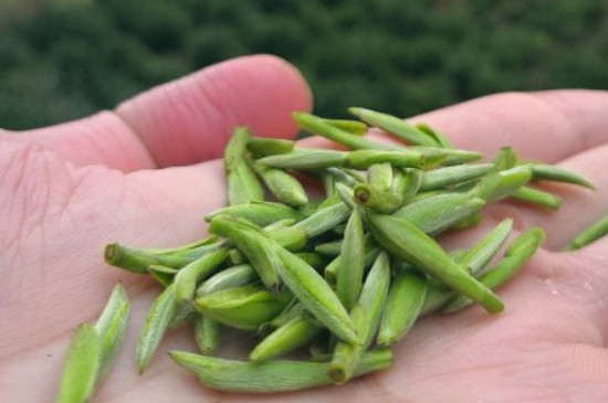 什么綠茶茶葉唇齒留香，哪個(gè)品種綠茶香氣好？