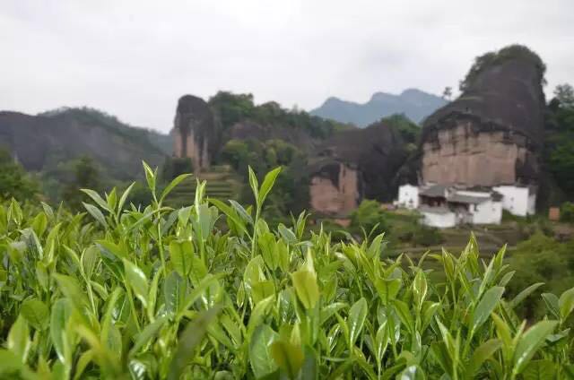 武夷山為什么盛產(chǎn)茶葉，武夷山茶為什么好喝？