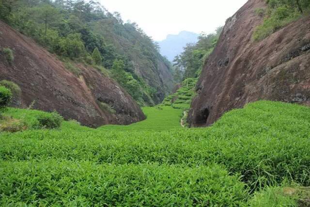 武夷山為什么盛產(chǎn)茶葉，武夷山茶為什么好喝？