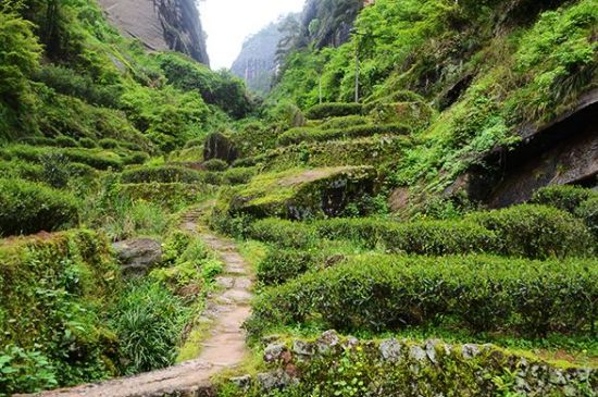 肉桂茶和大紅袍哪個(gè)貴，武夷山肉桂與大紅袍的價(jià)格比較