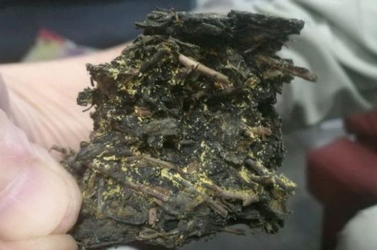 伏茶里的金花是黃曲霉素嗎，金花茯茶里的是什么菌