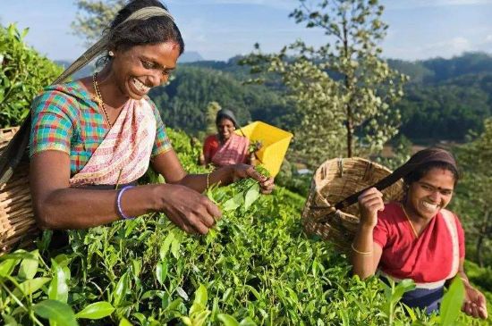 中國最好紅茶排名，中國最著名的十大紅茶