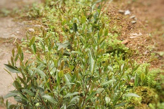 大紅袍四大品種有哪些，大紅袍的種類和著名品種特點介紹