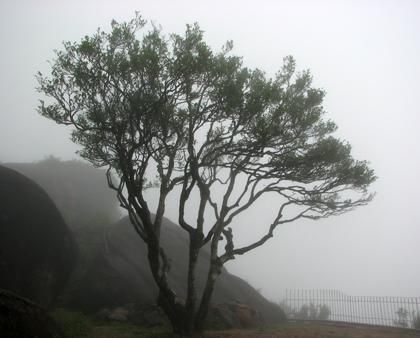 宋種一號價值為什么高，鳳凰單樅宋種1號價格與產(chǎn)量多少？