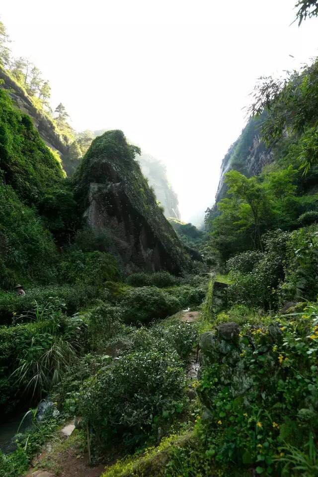 武夷山為什么盛產(chǎn)茶葉，武夷山茶為什么好喝？