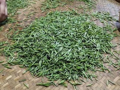 金駿眉幾年可以算陳茶，金駿眉新茶好還是老茶