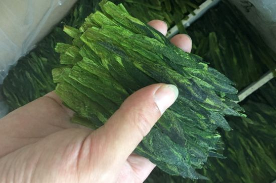 什么綠茶味道濃香，那個綠茶比較濃香？