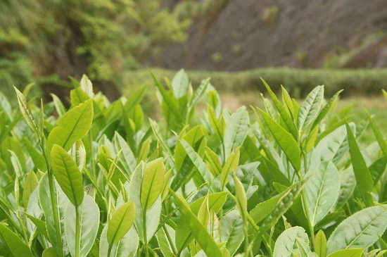 潮安鳳凰單叢十大名樅是什么，烏崠十大古樹名香品種介紹