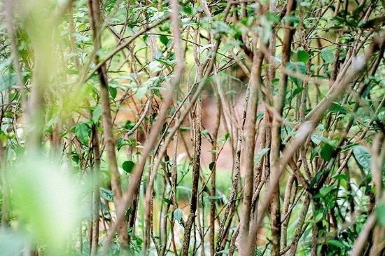 荒野銀針有什么特點，荒野銀針的味道口感咋樣？