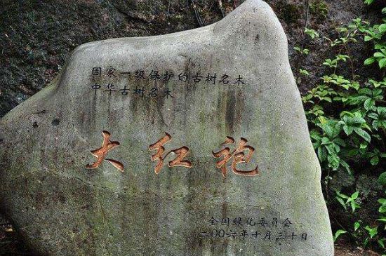 母樹大紅袍給誰喝了，為什么母樹大紅袍叫三棵六株？