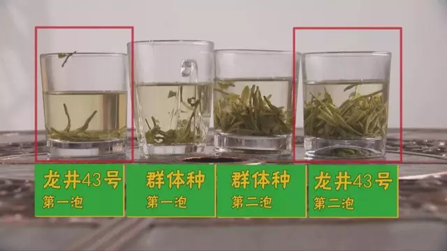 烏牛早和龍井的區(qū)別圖片，龍井43號(hào)和烏牛早茶的對比
