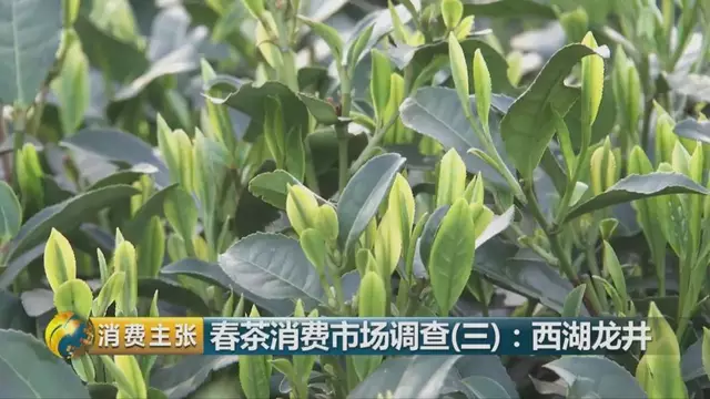 龍井群體種和43號的區(qū)別圖片，龍井43和群體種哪個好喝？