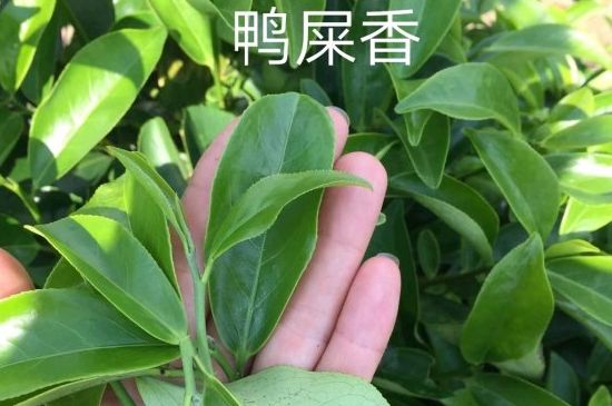 鴨屎香和大烏葉是同一種茶葉嗎，單叢大烏葉和鴨屎香有什么區(qū)別？