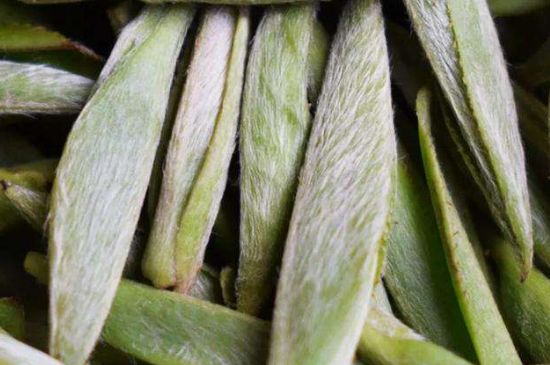 荒野銀針有什么特點，荒野銀針的味道口感咋樣？