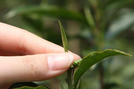 哪種金駿眉好，什么樣的金駿眉比較好