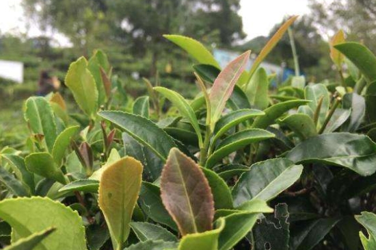 43號龍井屬于好茶嗎，龍井茶43號是什么意思？