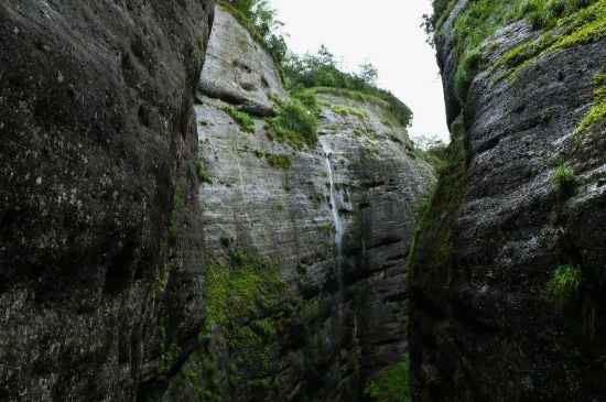 母樹大紅袍給誰喝了，為什么母樹大紅袍叫三棵六株？