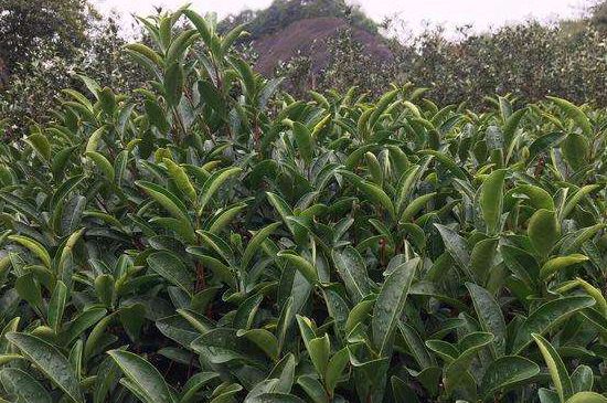 馬頭巖肉桂是大紅袍嗎，大紅袍肉桂屬于什么茶？