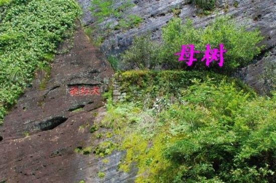 大紅袍拼配什么意思，大紅袍用什么茶拼配的