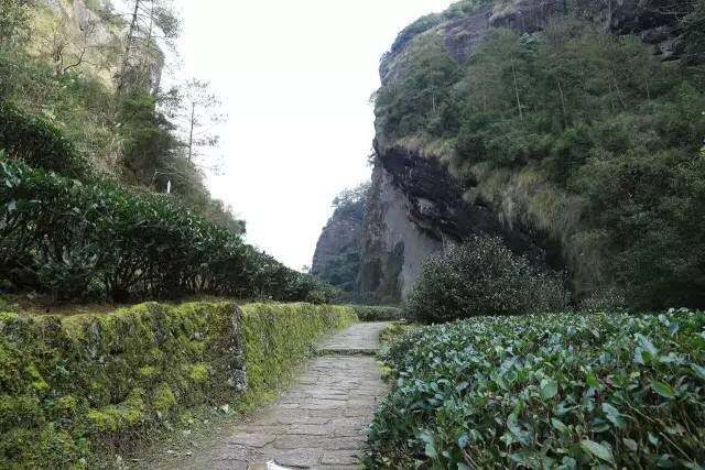 武夷山為什么盛產(chǎn)茶葉，武夷山茶為什么好喝？