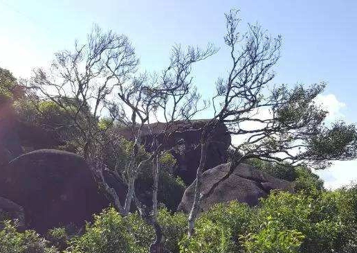 宋種一號價值為什么高，鳳凰單樅宋種1號價格與產(chǎn)量多少？