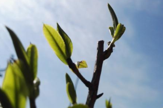 潮安鳳凰單叢十大名樅是什么，烏崠十大古樹名香品種介紹