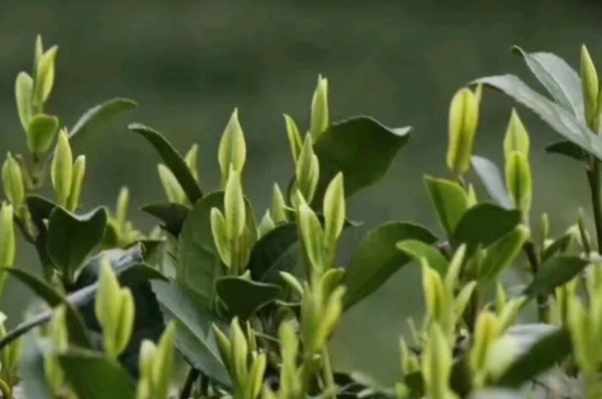 什么是雪前龍井茶，明前、雨前、雨后龍井有什么區(qū)別？