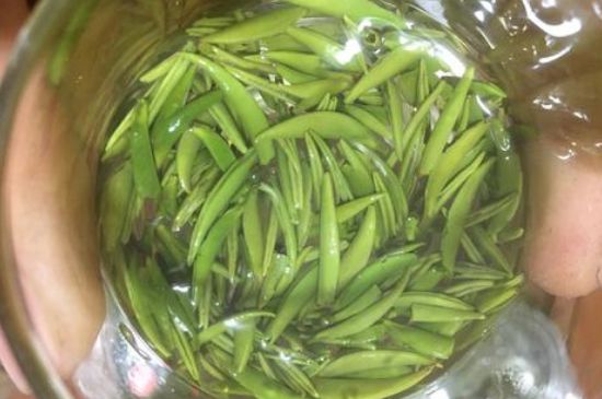 雀舌有一股青草味，雀舌為什么有青草味？