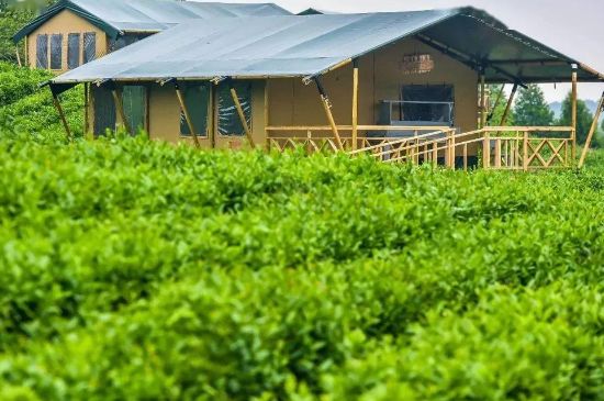 金壇雀舌算不算好茶，金壇雀舌屬于什么檔次茶葉？