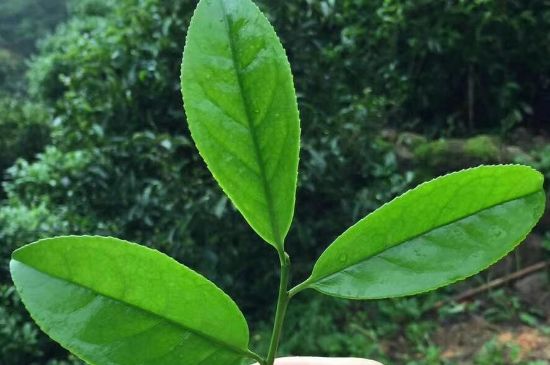 鋸朵仔跟鴨屎香哪個貴，鋸朵子和鴨屎香哪個好喝？