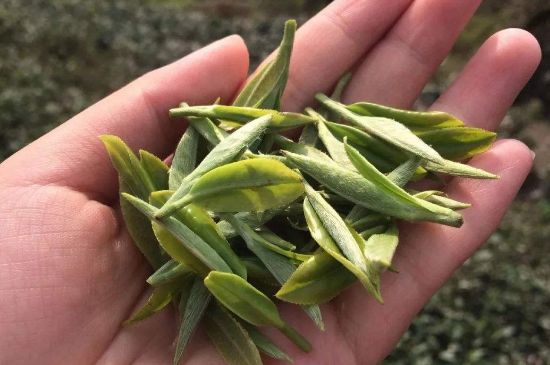 福建什么茶葉最出名，福建名茶有哪些？