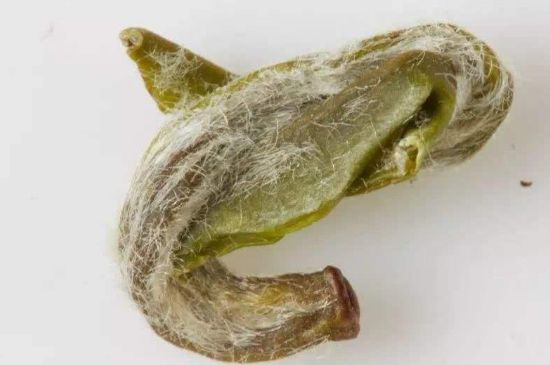 羊巖勾青是綠茶嗎，羊巖勾青茶屬于什么茶？