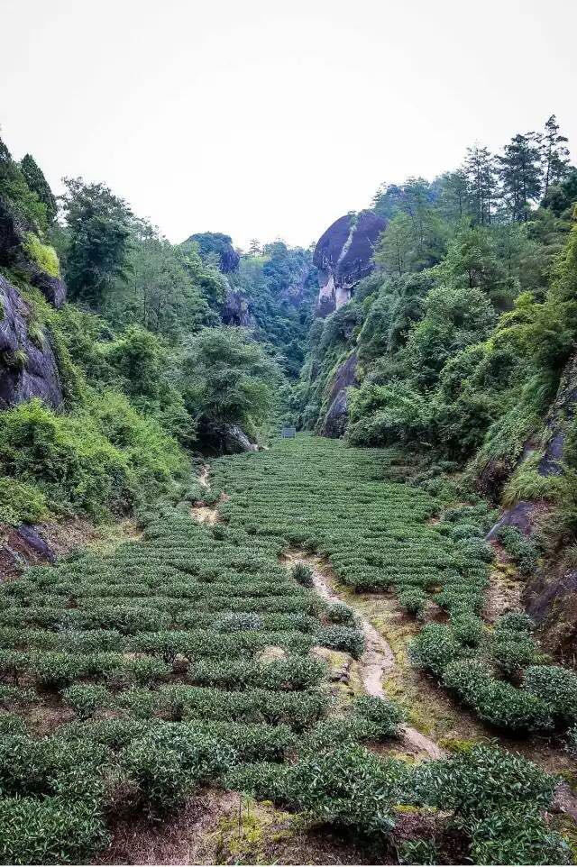 武夷山為什么盛產(chǎn)茶葉，武夷山茶為什么好喝？
