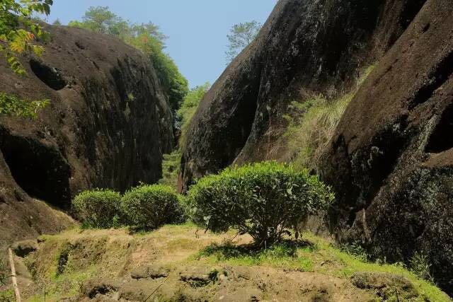 武夷山為什么盛產(chǎn)茶葉，武夷山茶為什么好喝？