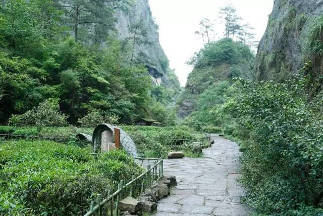 武夷山為什么盛產(chǎn)茶葉，武夷山茶為什么好喝？